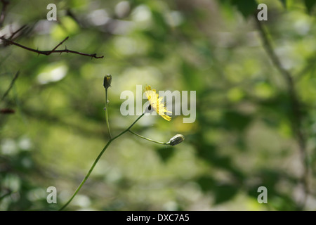 Falchi-barba; un fiore aperto, due chiuso Foto Stock