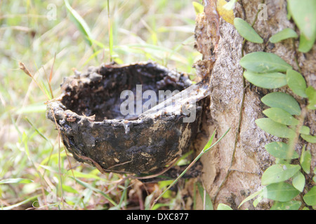 Cup sulla struttura in gomma raccolta di caucciù close up Foto Stock