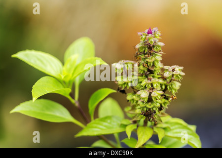 Basilico dolce o basilico tailandese fiore (Ocimum basilicum Linn.) Foto Stock