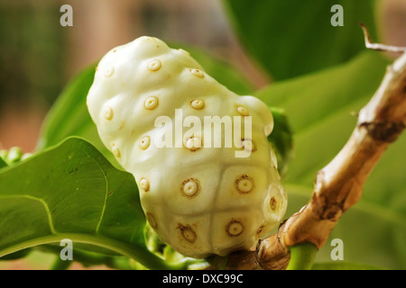 Il Noni o gelso indiano (Morinda citrifolia L.) Frutta Crescendo su albero Foto Stock