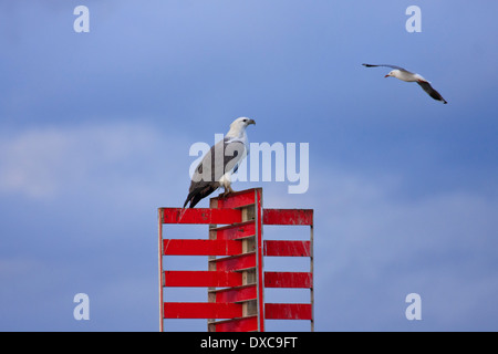 Bianco-panciuto Sea-Eagle Haliaeetus leucogaster appollaiato sulla pila di navigazione e argento Gull Larus novaehollandiae battenti passato Foto Stock