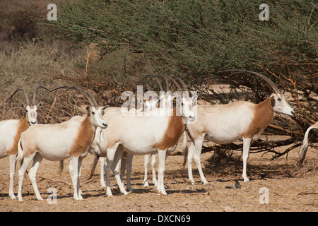 Israele, Aravah deserto, una mandria di Scimitar Oryx o Scimitar-cornuto Oryx (Oryx dammah), Foto Stock