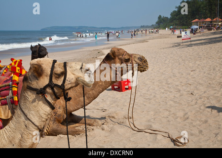 Cammello e gite in barca alla spiaggia di Ganpatipule, Konkan Costa, Maharashtra, India. Foto Stock