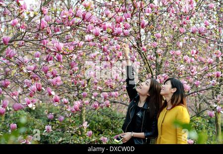 Nanchang, cinese della provincia di Jiangxi. 24 Mar, 2014. Vista visitatori magnolia fiori in piena fioritura in Luoting città di Nanchang City, Cina orientale della provincia di Jiangxi, 24 marzo 2014. © Zhou Ke/Xinhua/Alamy Live News Foto Stock