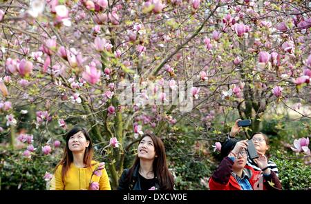 Nanchang, cinese della provincia di Jiangxi. 24 Mar, 2014. Vista visitatori magnolia fiori in piena fioritura in Luoting città di Nanchang City, Cina orientale della provincia di Jiangxi, 24 marzo 2014. © Zhou Ke/Xinhua/Alamy Live News Foto Stock