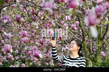 Nanchang, cinese della provincia di Jiangxi. 24 Mar, 2014. Un visitatore prende le foto di fiori di magnolia in Luoting città di Nanchang City, Cina orientale della provincia di Jiangxi, 24 marzo 2014. © Zhou Ke/Xinhua/Alamy Live News Foto Stock