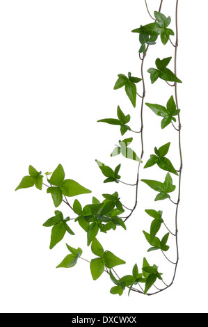 Due verde edera (Hedera) steli isolati su sfondo bianco. Superriduttore Ivy stelo con giovani foglie verdi. Foto Stock