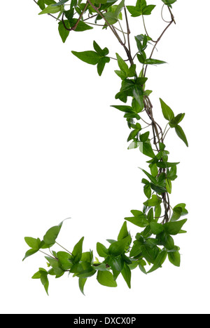 Pochi fitta edera (Hedera) steli isolati su sfondo bianco. Superriduttore Ivy stelo con giovani foglie verdi. Foto Stock