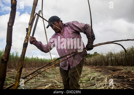 Una canna da zucchero agricoltore raccolti sulla canna da zucchero una piantagione in Belize. La canna da zucchero è trasformati e venduti come Fairtrade zucchero Foto Stock