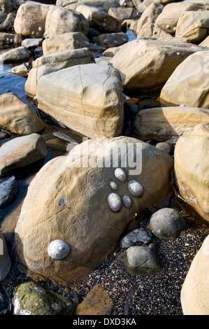 Spiaggia rocciosa e rock pools di Kimmeridge bay, Dorset, Regno Unito, presa sulla bella giornata di primavera Foto Stock