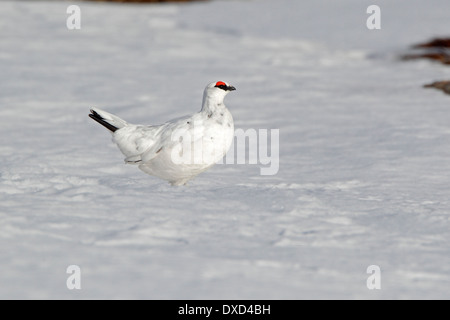 La Ptarmigan maschio sul campo di neve Foto Stock