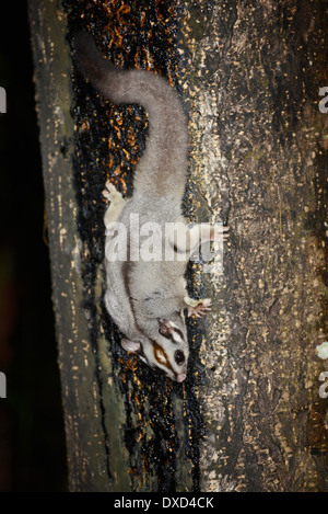 Sugar glider (Petaurus breviceps) alimentazione su albero SAP. Foto Stock
