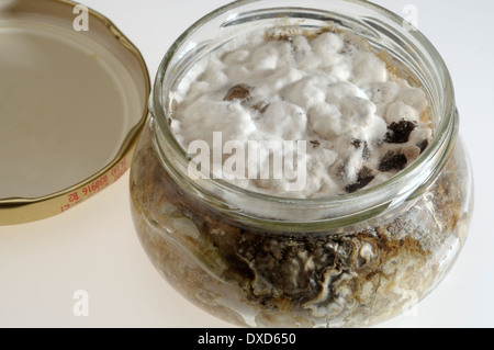 Muffa su un vasetto di paté di carne che non è stata propriamente sigillata dopo la produzione Foto Stock