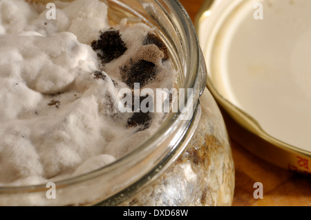 Muffa su un vasetto di paté di carne che non è stata propriamente sigillata dopo la produzione Foto Stock