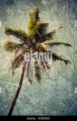 Coconut Palm tree isolate su cielo tropicale. Immagine in stile vintage. India Foto Stock