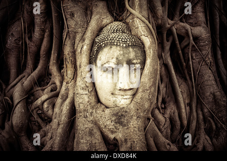 Testa di Buddha nascosti nelle radici degli alberi. Antica scultura in pietra arenaria di Wat Mahathat. Ayutthaya, Thailandia Foto Stock