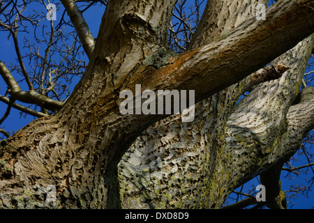Grande vecchio albero tronco e rami senza foglie con blue sky Großer alter Baum Baumstamm mit Zweigen ohne Blätter Foto Stock