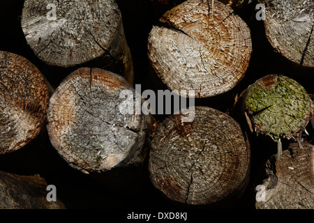 Vecchi tronchi di albero fiocco in legno Close up macro sfondo texture full-frame alte Holzstämme Baumstämme Nahaufnahme Holzstapel Foto Stock