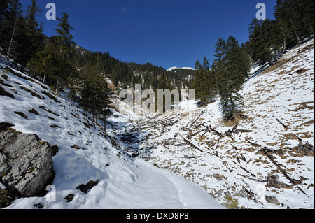 I registri di albero in un fossato in presenza di neve la regione alpina, Baviera, Germania Foto Stock