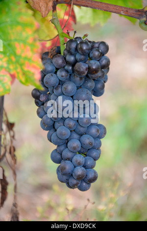 Blu uva da vino in vigna Mosella Germania Renania Palatinato Close Up Macro Blaue rote Weintrauben im Herbst am Rebstock Foto Stock