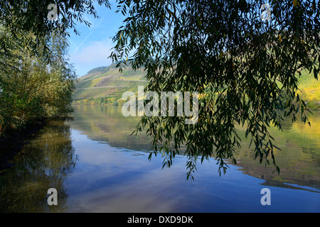 Fiume Moselle vigneti paesaggio acqua Germania blue sky Flusslandschaft Mosellandschaft Weinbergslandschaft blauer Himmel Foto Stock