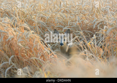 Il capriolo (Capreolus capreolus) Fawn in campo di grano, Hesse, Germania Foto Stock