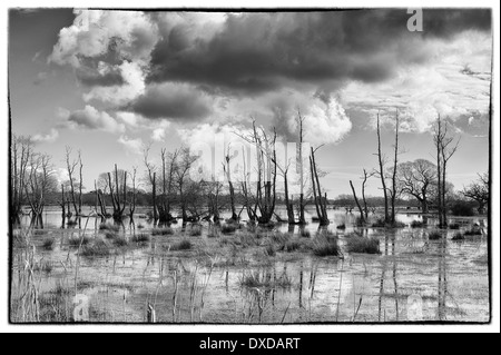 Campi allagati vicino Sopley Foto Stock