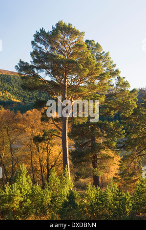 Bosco nel Mar Lodge Estate in autunno, Cairngorms National Park, Deeside, Aberdeenshire, Scozia. Foto Stock