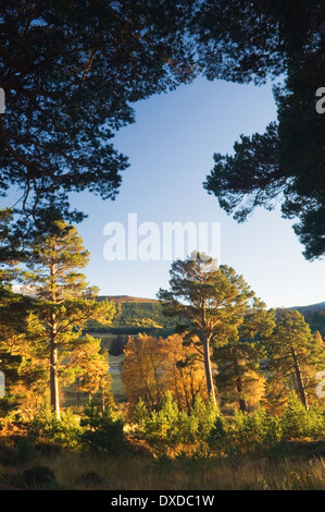 Bosco nel Mar Lodge Estate in autunno, Cairngorms National Park, Deeside, Aberdeenshire, Scozia. Foto Stock