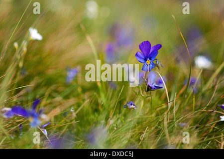 Fiore violaceo nel campo- messa a fuoco selettiva su un unico fiore Foto Stock