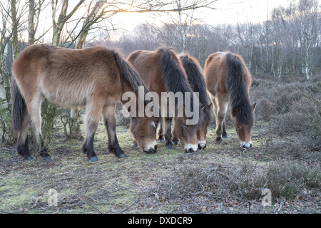 Wild exmoor pony in Sutton Park Sutton Coldfield Inghilterra Foto Stock