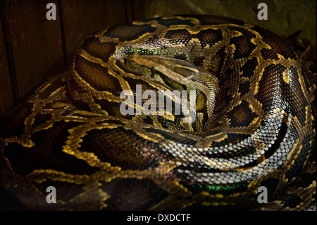 Lo Zoo di Colchester, Colchester, Essex, Inghilterra.birmano, Python Python molurus bivittatus . Marzo 2014 Foto Stock