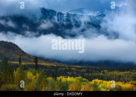 I colori autunnali e giovani picco, British Columbia, Canada Foto Stock