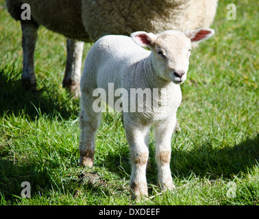 Agnello Foto Stock