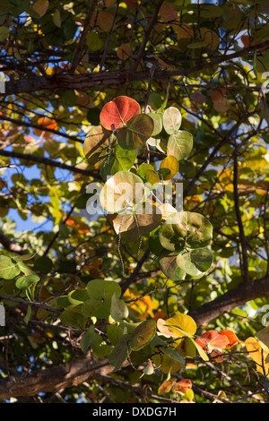 Le Uve del mare la vegetazione, Fort Lauderdale, Florida Foto Stock