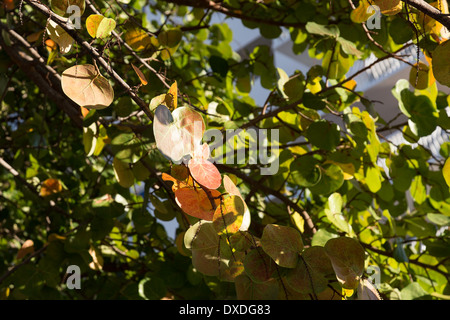 Le Uve del mare la vegetazione, Fort Lauderdale, Florida Foto Stock