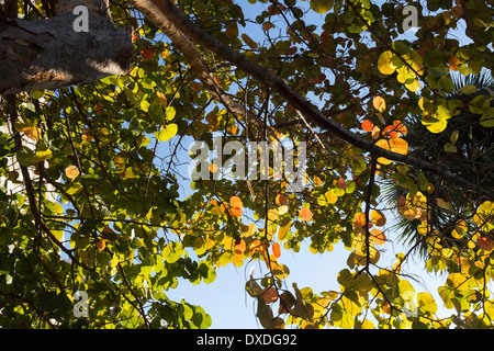 Le Uve del mare la vegetazione, Fort Lauderdale, Florida Foto Stock