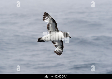 Cape Petrel (Daption capense), nel mare mosso nel passaggio di Drake, Oceano Meridionale. Foto Stock