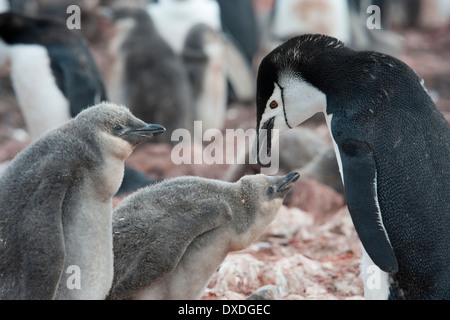 Adulto di pinguini dal sottogola, alimentando i pulcini, Pygoscelis antarcticus, Neko Harbour, Penisola Antartica Foto Stock