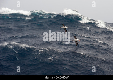 Una coppia di nero browed Albatross, Thalassarche melanophrys, scivolando su grandi onde, Drake passaggio, Oceano Meridionale Foto Stock