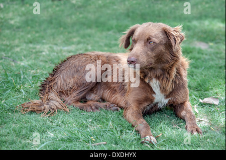Red mongrel ritratto da vicino Foto Stock