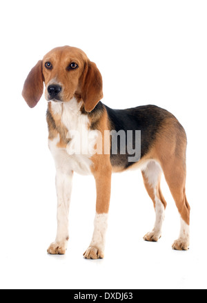 Giovani Beagle Harrier davanti a uno sfondo bianco Foto Stock