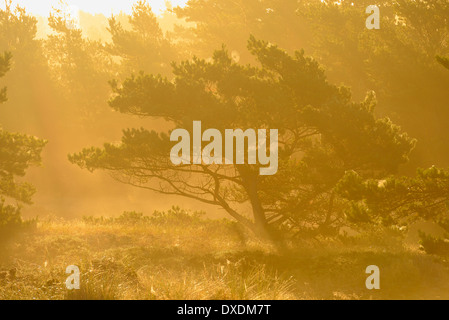 Alberi di pino nella nebbia di Sunrise, Darsser Ort, Fischland-Darss-Zingst, Meclenburgo-Pomerania Occidentale, Germania Foto Stock