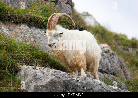 Maschi selvatici di capra del Kashmir sulle rocce del Great Orme, il Galles del Nord Foto Stock