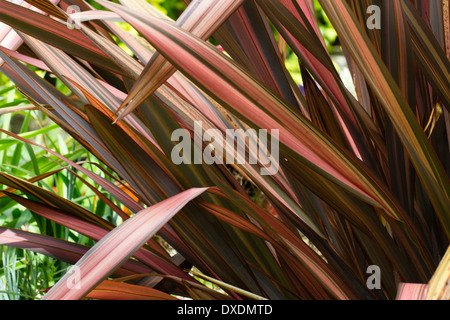 Vivacemente colorato cinturino come le foglie di Phormium cookianum "bagliore di sera" Foto Stock