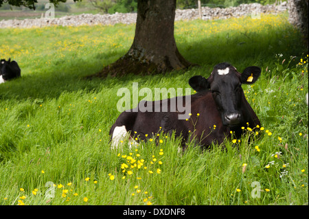 Holstein il frisone bestiame bovino di caseificio in tradizionale pascolo. Cumbria, Regno Unito Foto Stock