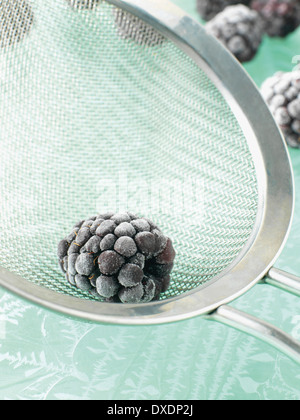 Close-up di blackberry congelati nel setaccio, studio shot Foto Stock