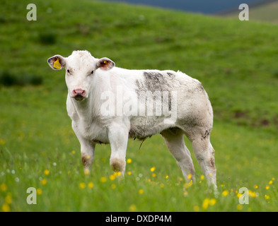 Carne di vitello nutrice in collina dei pascoli, Cumbria, Regno Unito Foto Stock