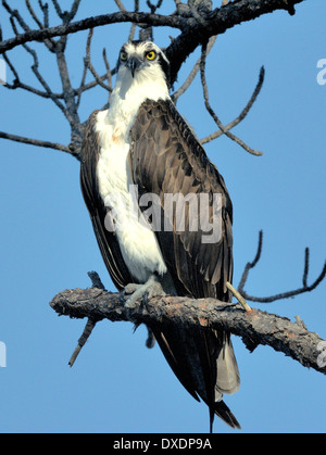 Un uccello Osprey - Pandion haliaetus, arroccato su un ramo Foto Stock