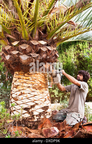 Peeling uomo Palm tree con chainsaw, Maiorca, SPAGNA Foto Stock